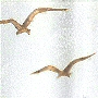 click for more colors
